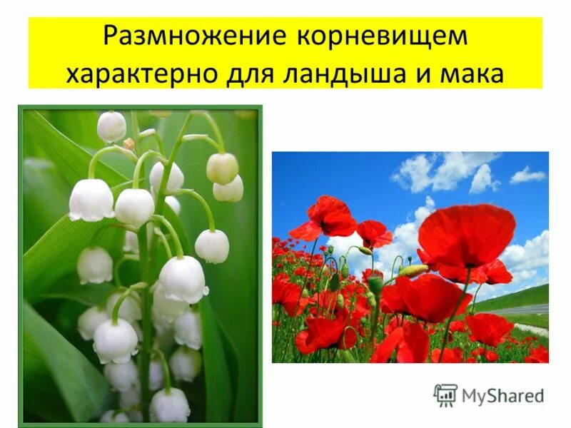 вегетативное размножение корневищами. размножение корневищами описание. размножение с помощью корневища. растения размножающиеся корневищами. кто размножается корневищами.
