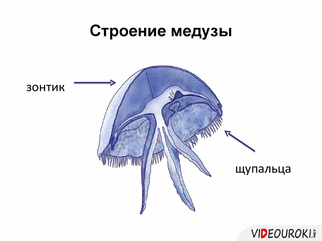 Сцифоидные медузы рисунок. Строение сцифоидной медузы. сцифоидные медузы строение тела. медуза аурелия внешнее строение. кишечнополостные строение медузы.