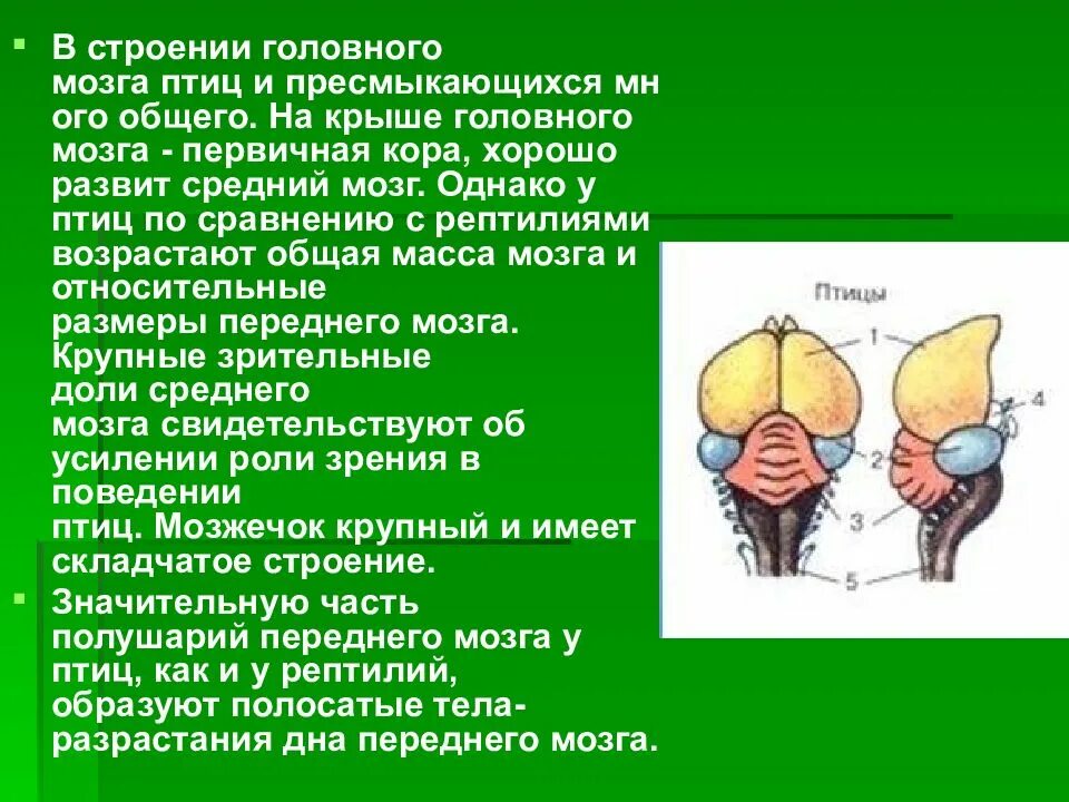 Эволюция головного мозга птиц. Мозг рептилий и птиц. Строение головного мозга птиц. Строение среднего мозга птиц.