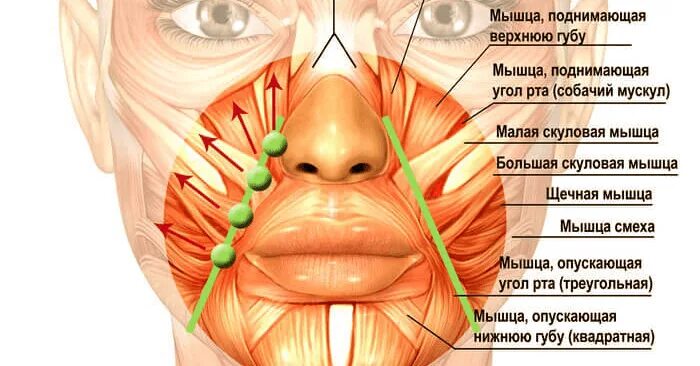 Губы мышцы рта. Мышцы лица. Строение лицевых мышц. Строение мышц лица. Мышцы лица анатомия.