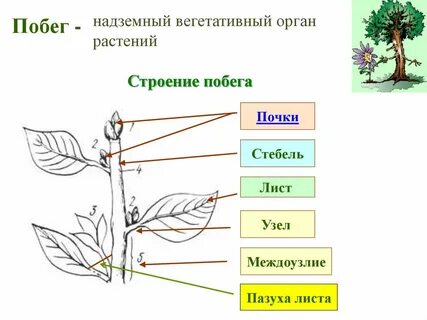 Какие органы образуют побег