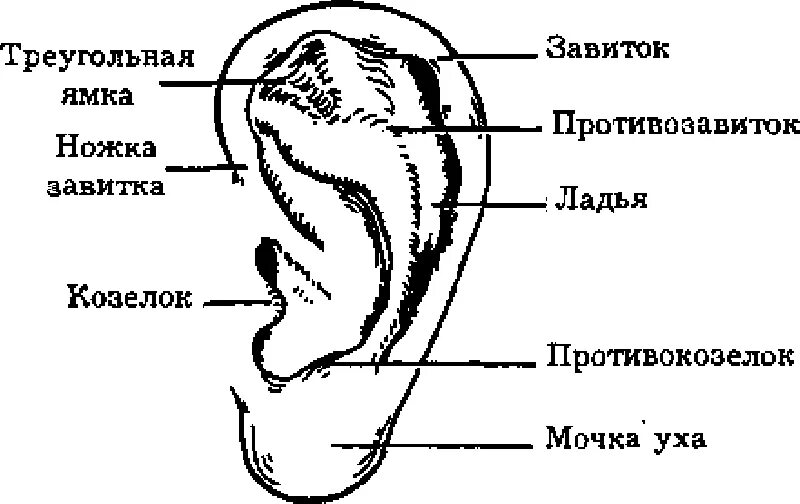 Ушная раковина какое ухо. Противокозелок ушной раковины. Части ушной раковины анатомия. Ухо схема строения ушной раковины. Ушные раковины криминалистика.