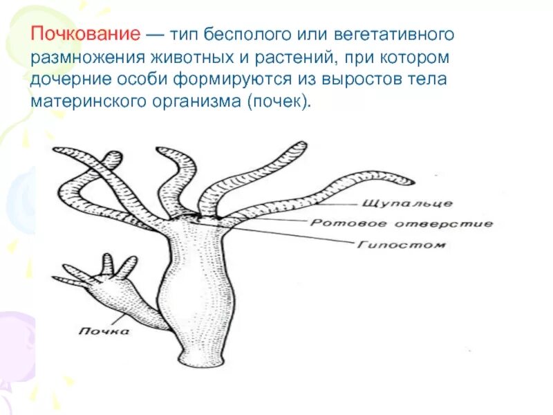 Почкование какой способ размножения. Почкование гидры это вегетативное размножение. вегетативное размножение растений почкованием. вегетативное размножение животных. почкование у животных.