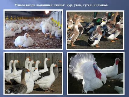 Кур в 4 раза больше чем гусей