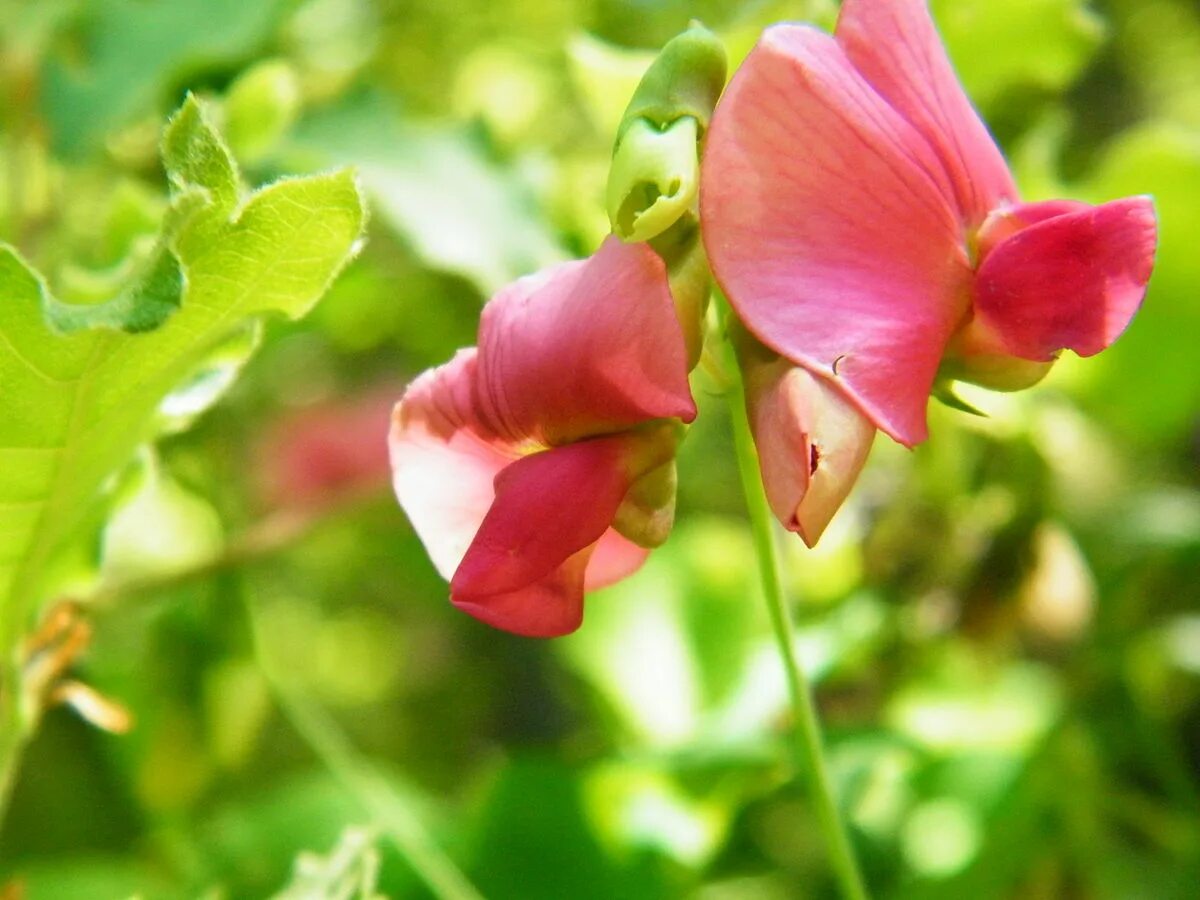 Чина японская. Чина круглолистная. Чина японская (Lathyrus japonicus). Lathyrus rotundifolius. (Лат. Lathyrus Sylvestris).