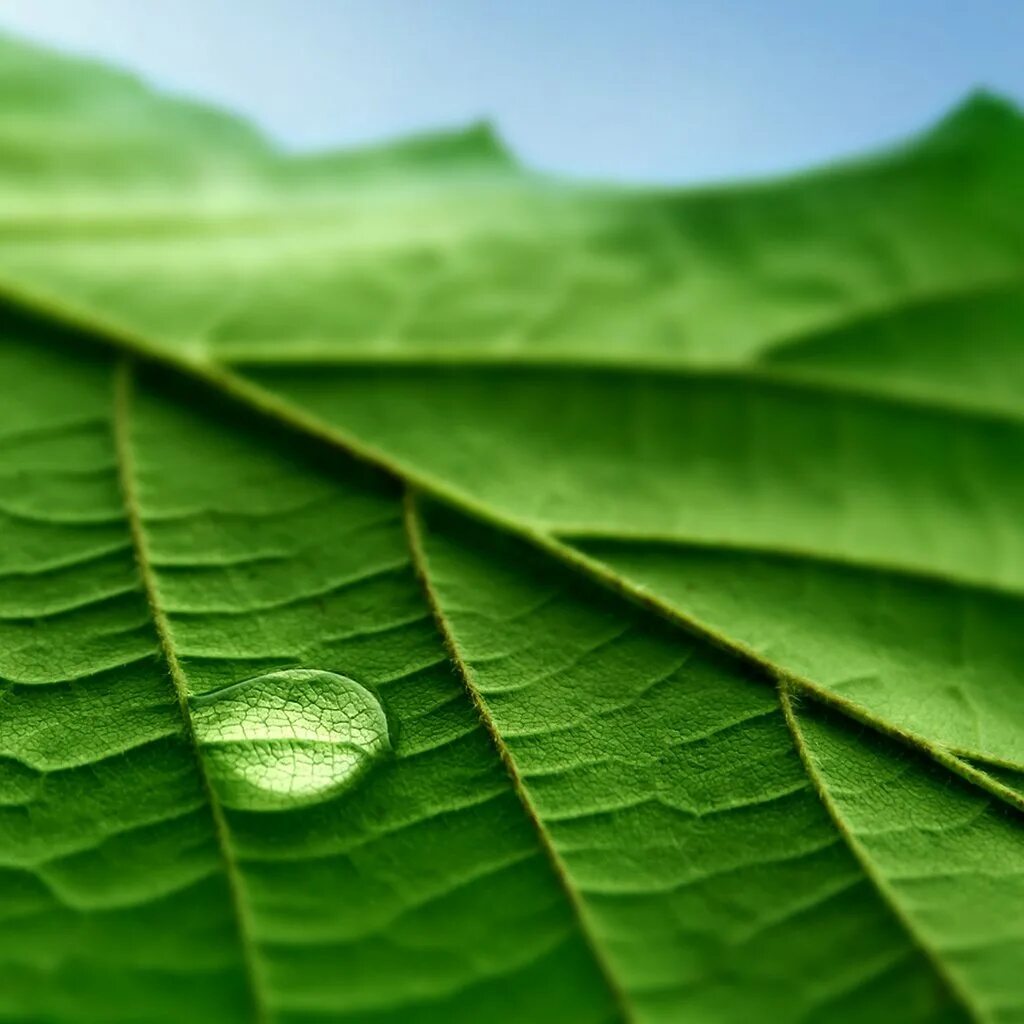 Красивые листья. Хлороз мандарина. Листья. Листья растений. Листья тропических растений.