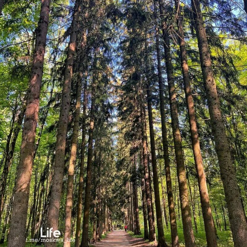 Липа дерево. Как решить задачу в сквере росли липы и каштаны липы. Липа дерево. В сквере растут липы и каштаны. Липа мелколистная аллея.