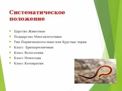 Черви какое царство животных. Черви какое царство животных
