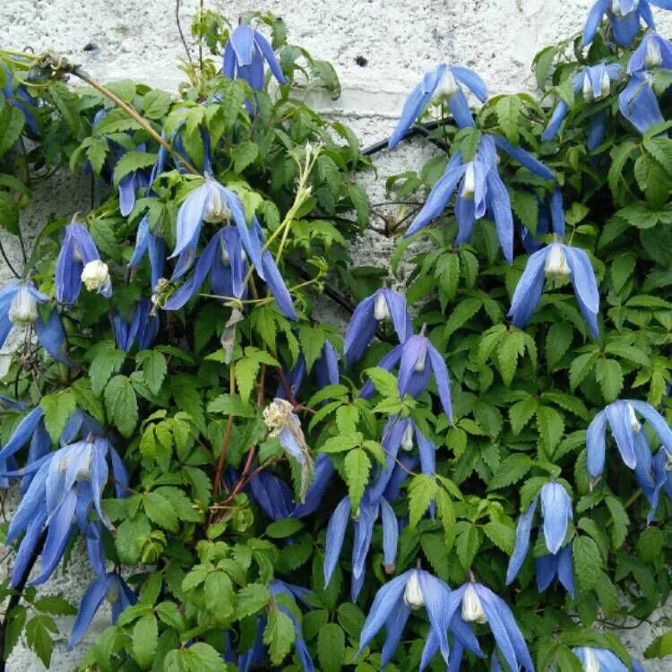 Клематис блю сюрпрайз описание и фото Clematis 'Golden Surprise", Clematis "Blue Surprise". Клематисы (княжики-новинки