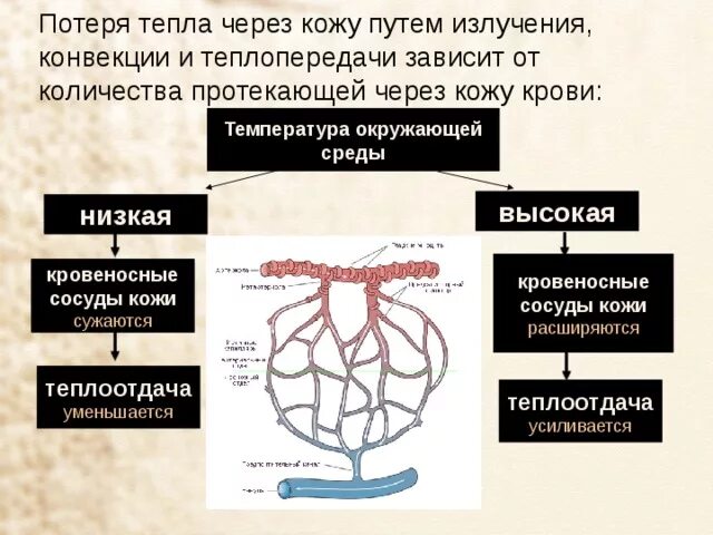 Кровоснабжение кожи. Кровеносные сосуды кожи. Особенности кровоснабжения кожи. Кровеносные сосуды кожи расширяются. При повышении температуры окружающей среды сосуды кожи