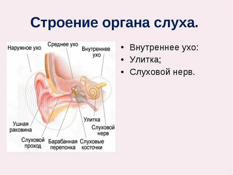 Схема органа слуха. Орган слуха анатомия уха строение. Строение внутреннего уха орган слуха. Орган слуха анатомия наружного уха. Строение органа слуха человека.