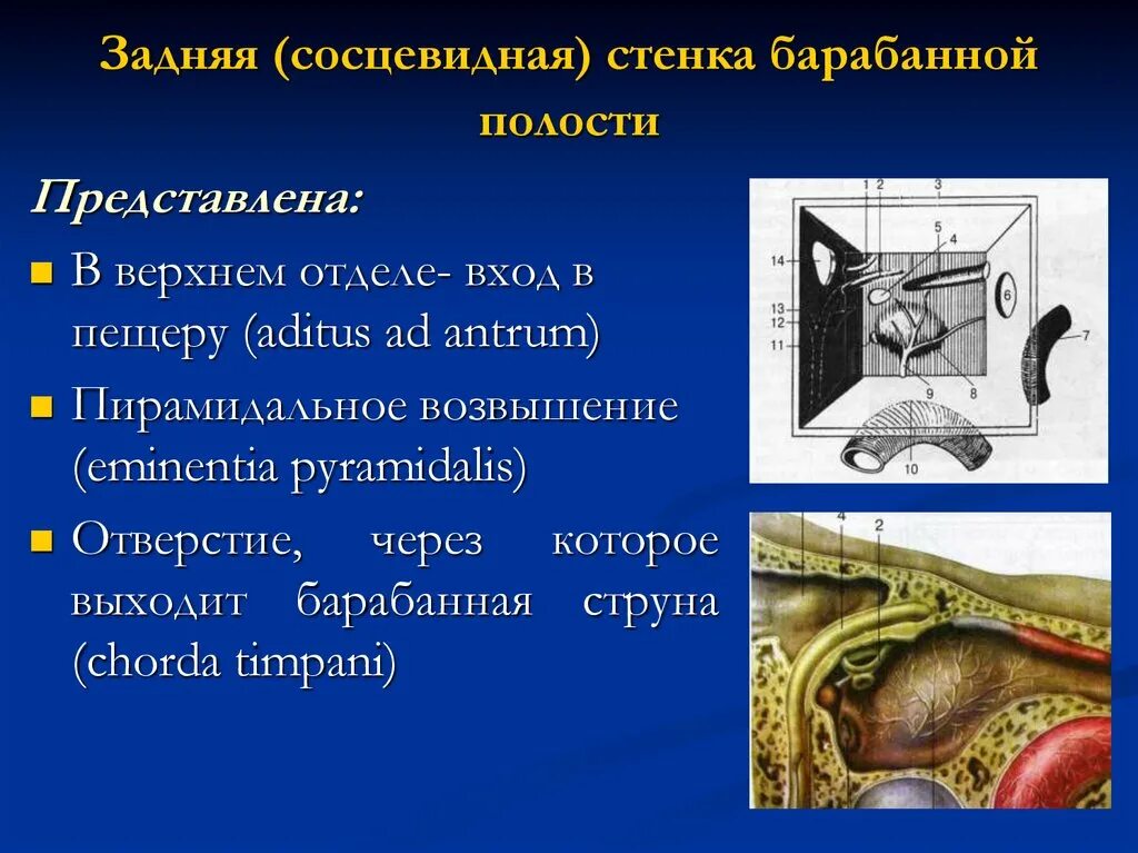 Верхняя [покрышечная] стенка барабанной полости. Нижняя барабанная стенка. Анатомические образования лабиринтной стенки барабанной полости. Медиальная стенка барабанной полости. Нижняя барабанная стенка.