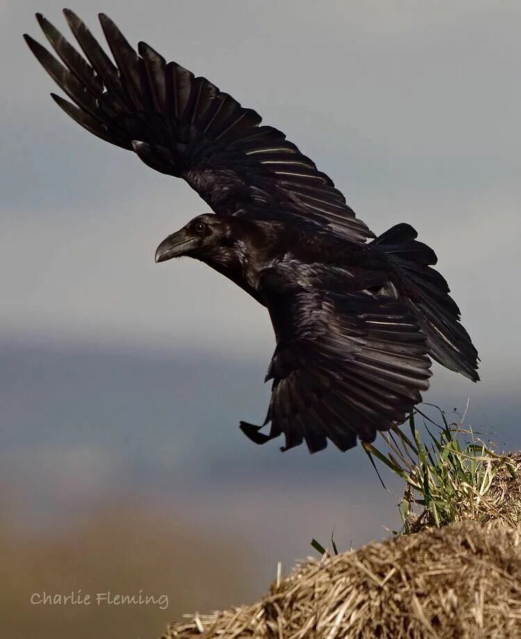 Raven In Flight Raven, Raven bird, Crow art