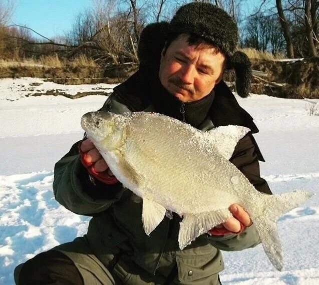 Клев леща сегодня. Нижняя шальдиха рыбалка. клев. сильный клев. сильный клев рыбы.