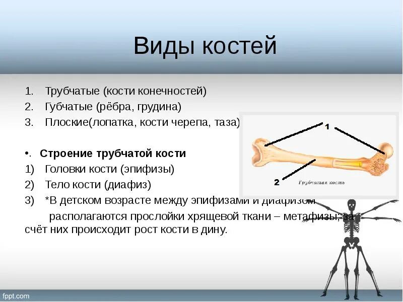 Каких костей относятся кости лопатки. Трубчатые кости кости конечностей. Трубчатые губчатые плоские кости. Кости кости конечностей губчатые трубчатые плоские. Трубчатая кость конечностей.