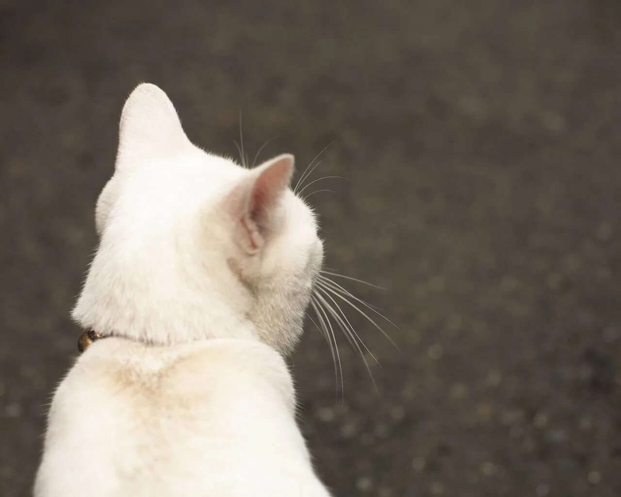 Уши кота. Коричневая кошка. Кошачий затылок. Кошачий затылок. Кошачья мордочка.