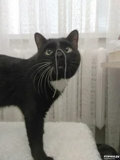 Кот степа