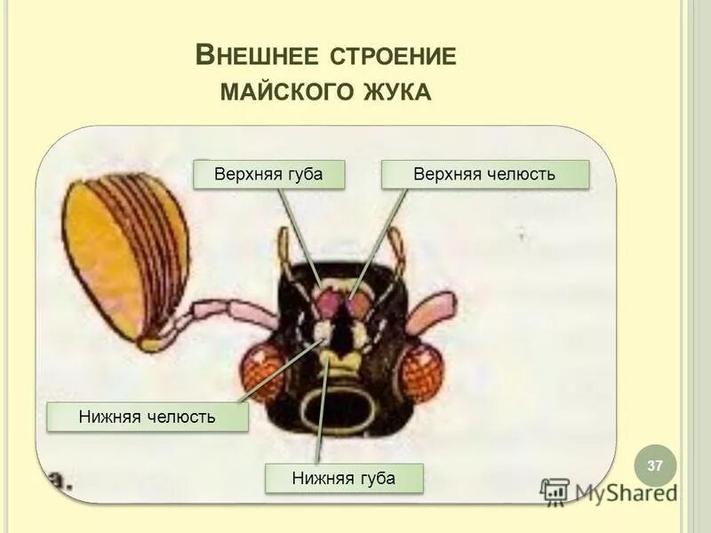 Схема головы майского жука. Строение головы майского жука. Ротовые органы майского жука. Строение майского жука. Насекомое работающая на органы