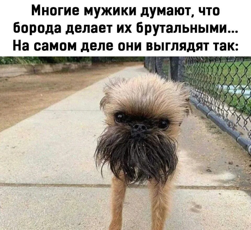 Более того они выглядят. Австралопитек афарский. Высокое мнение о себе. Australopithecus afarensis (австралопитек афарский). Эволюция человека от обезьяны до человека хомо сапиенс.