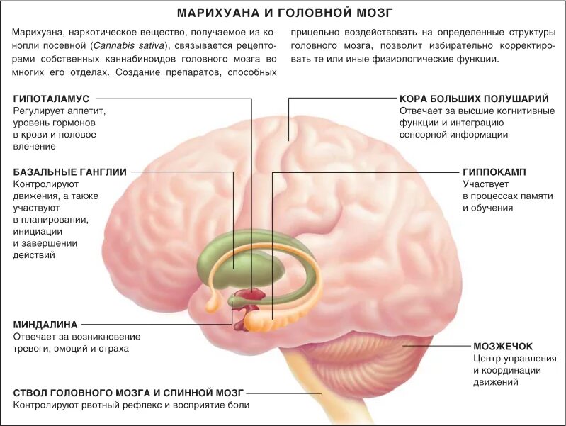 Миндалина мозга функции. Отделы головного мозга миндалина. Миндалевидное тело в головном мозге строение. Строение мозга Амигдала. Память тревоги