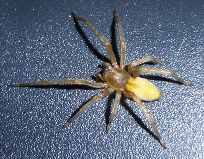 She’s a whopper! - The (Urban-Wildlife) Interface