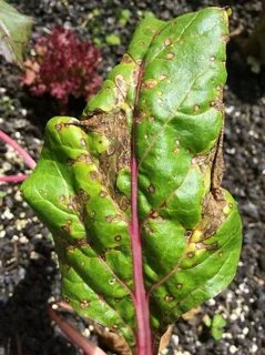 Plant disease