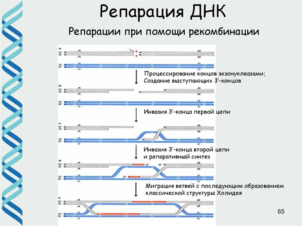 Типы репарации днк. Репарация днк. механизмы репарации днк. типы рекомбинации днк. типы репарации днк таблица.
