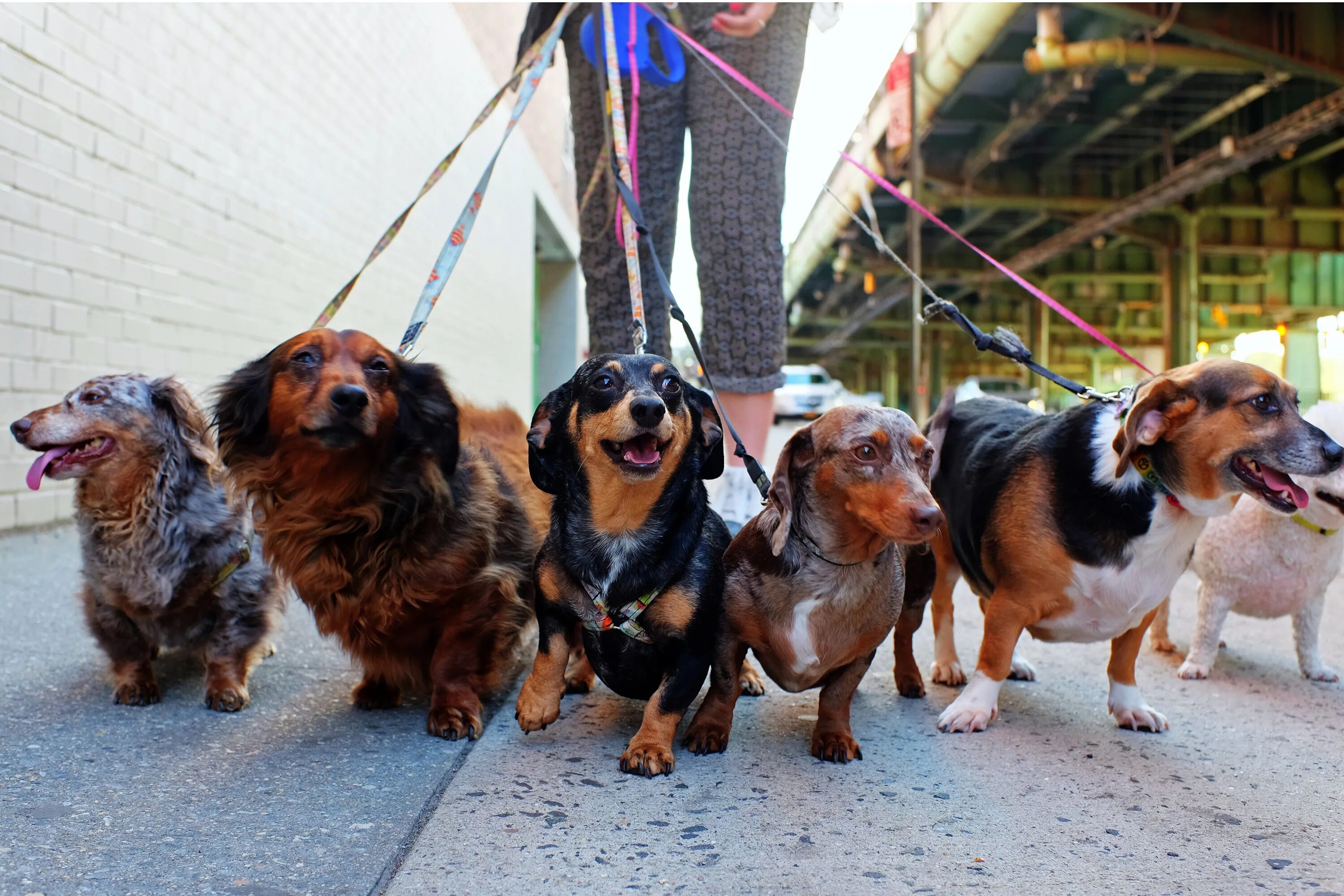 Walking pet. Прогулка с собакой. Выгульщик собак. Выгул домашних животных. Выглдомашних животных.