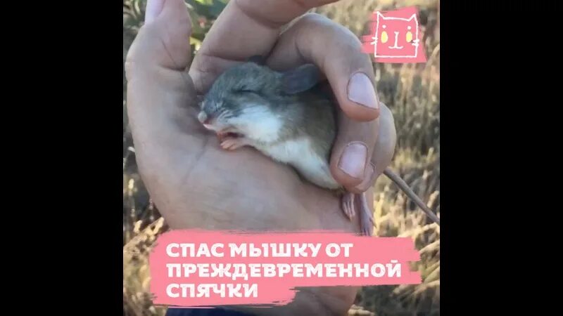 Зеленая миля фильм мышонок. Как спасти летучего мышонка. Мышка геншин. Маленькие человечки животные. Спаси мышь.