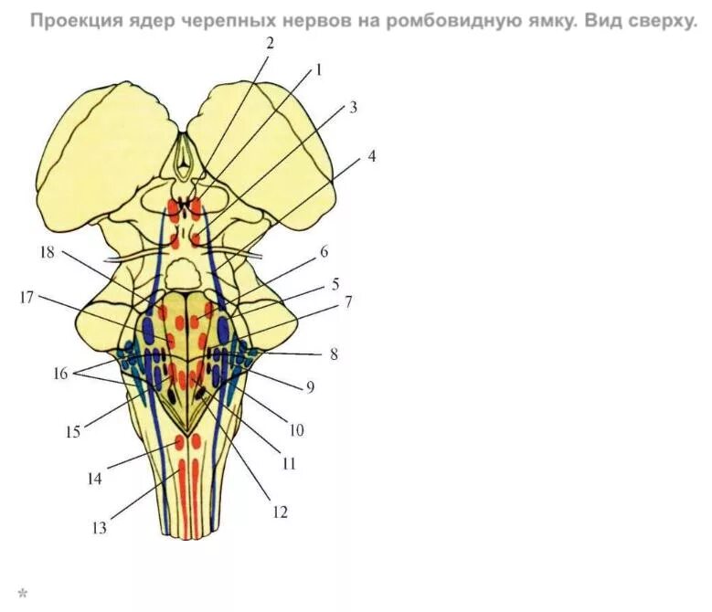 Ромбовидная ямка Черепные нервы. Расположение ядер черепных нервов схема. Ромбовидная ямка ядра черепных нервов. Проекция ядер 8 пары черепно мозговых нервов. Какие ядра в черепных нервах