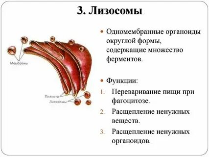 Лизосома это мембранный органоид