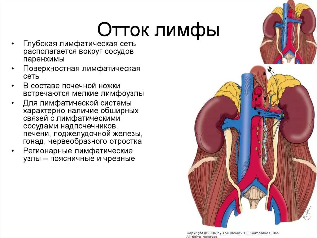 Лимфоузел надпочечнике. Лимфотическа отток почки. Лимфатический отток почек. Лимфоотток мочеточника. Регионарные лимфатические узлы почки.