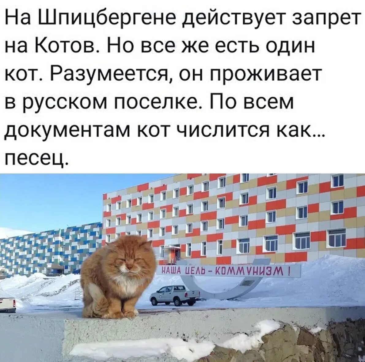 Почему на шпицбергене запрещены кошки. Кот на шпицбергене. кот песец на шпицбергене. кот на шпицбергене по документам песец.