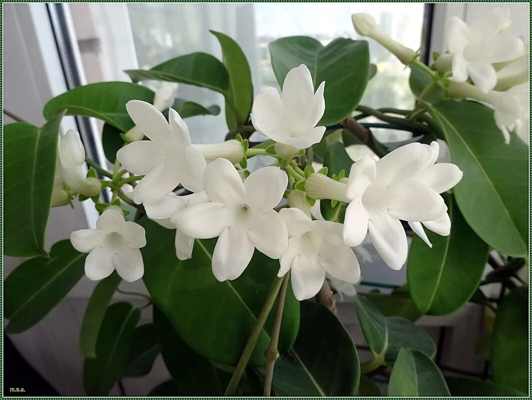 Стефанотис мадагаскарский. Стефанотис обильноцветущий. Стефанотис stephanotis