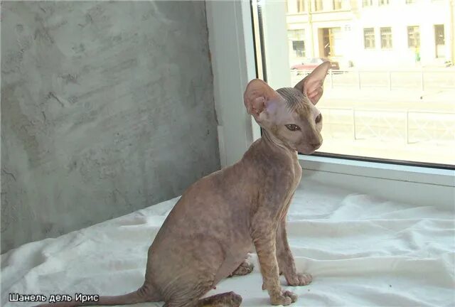 питомник растений логотип. питомник растений кудрово. экоплант питомник растений москва. спб питомники адреса. питомник растений венев.