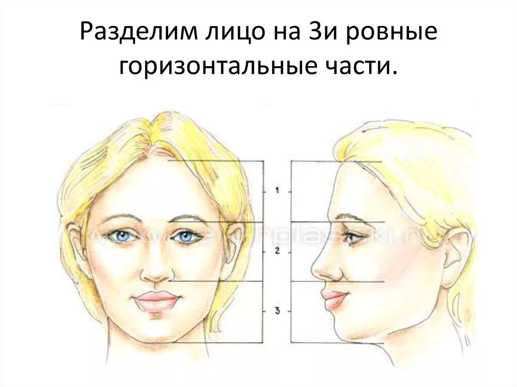 Длина лба. Деление лица на трети. Разделить лицо на три части. Верхняя средняя и нижняя треть лица. Высота средней трети лица.