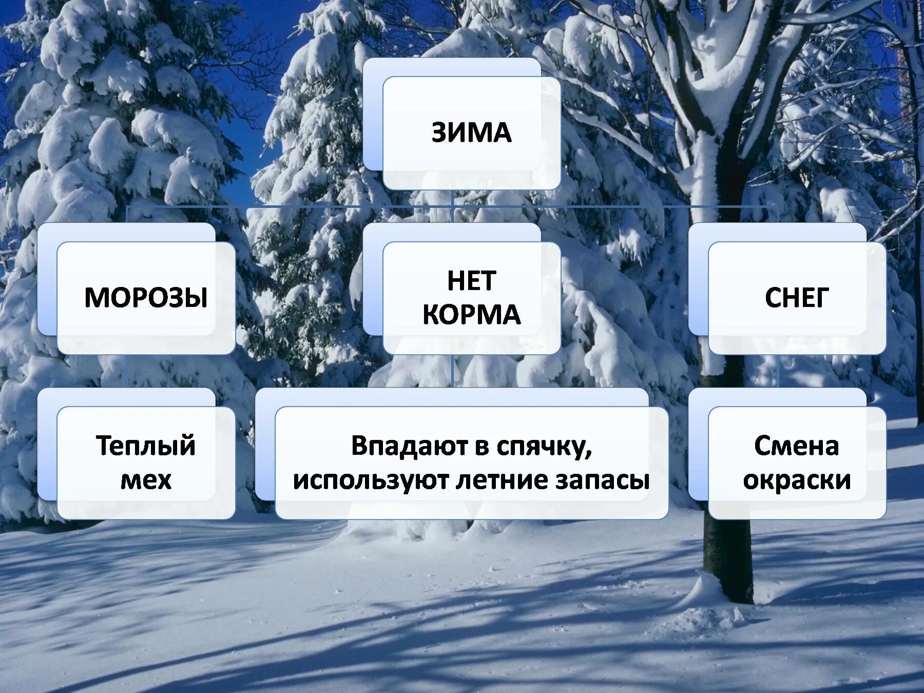 Наблюдения в живоиприроде зимой. Изменения в живой природе зимой. Явления неживой природы зимой. Живая природа зимой 2 класс.