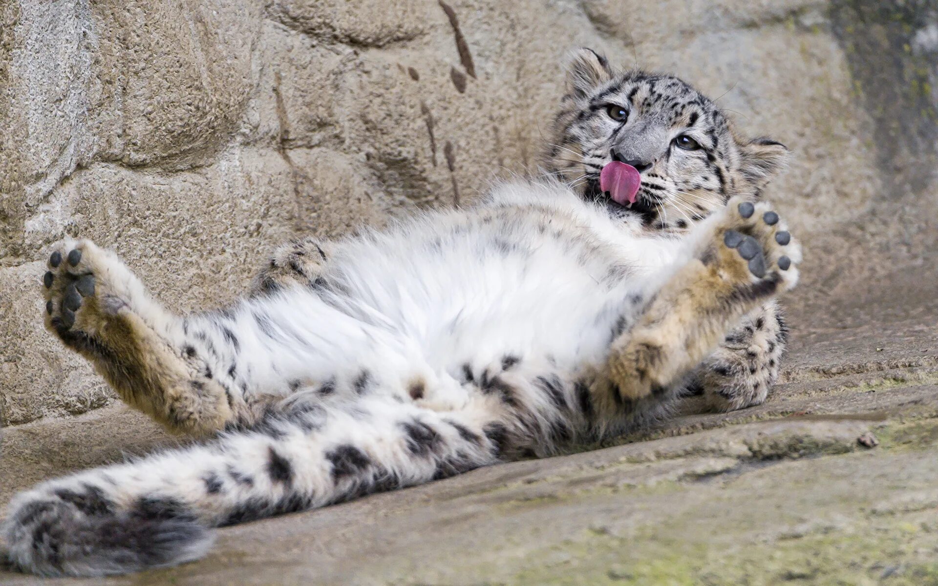 покажи фотки снежного барса. снежный барс ирбис. покажи фотки снежного барса. ирбис (снежный барс) uncia uncia. убсунурская котловина снежный барс.