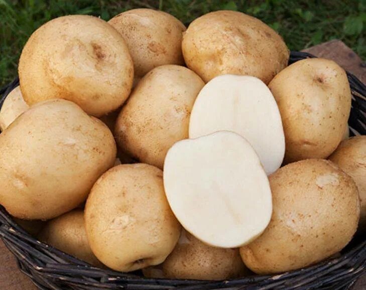Триумф картофель характеристика отзывы. Картофель семенной Триумф элита. Сорт картофеля Триумф.