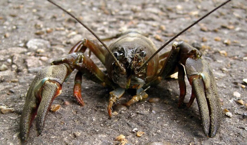 Речные рачки маленькие. Austropotamobius pallipes. Crayfish. Cave Crayfish. Речные раки обитают