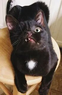 Кличка одноглазому коту