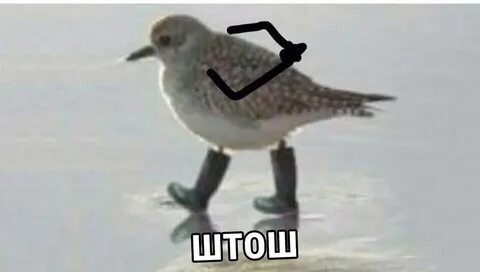Штош