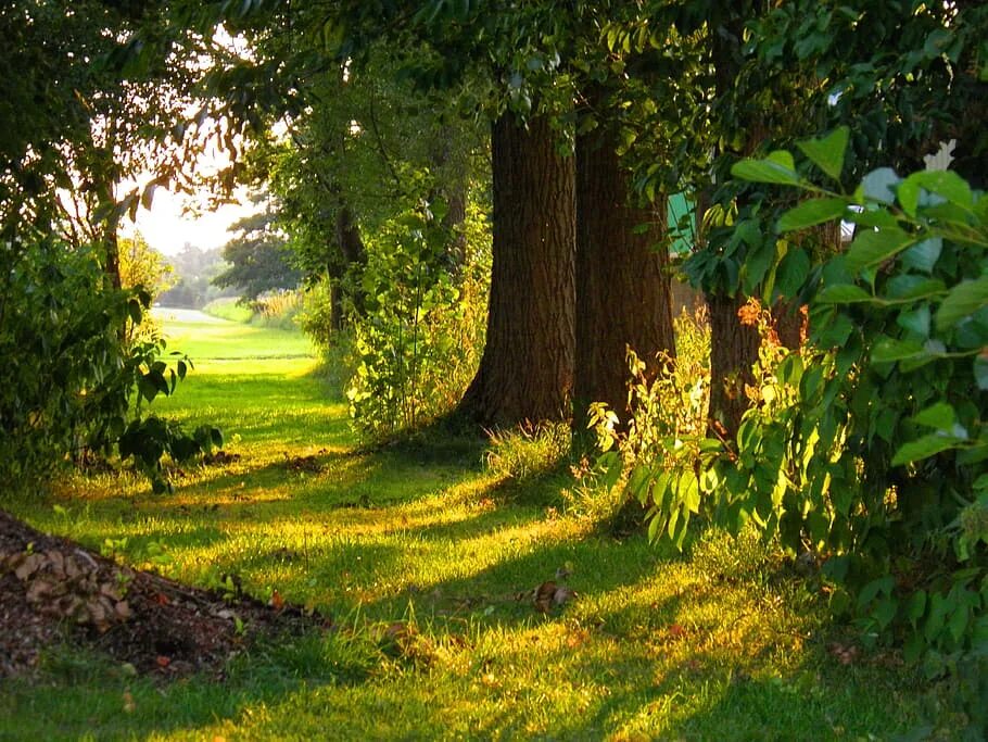 Between the trees