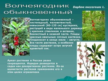 Волчеягодник описание