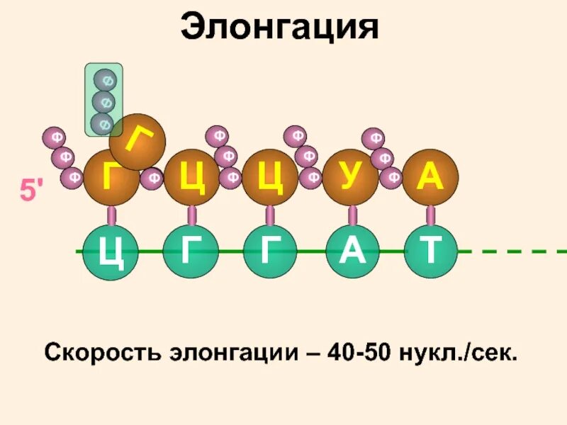 Элонгация транскрипции. Элонгация биосинтеза белка. Элонгация синтеза белка. Элонгация Биосинтез. Элонгация биология Синтез белка.