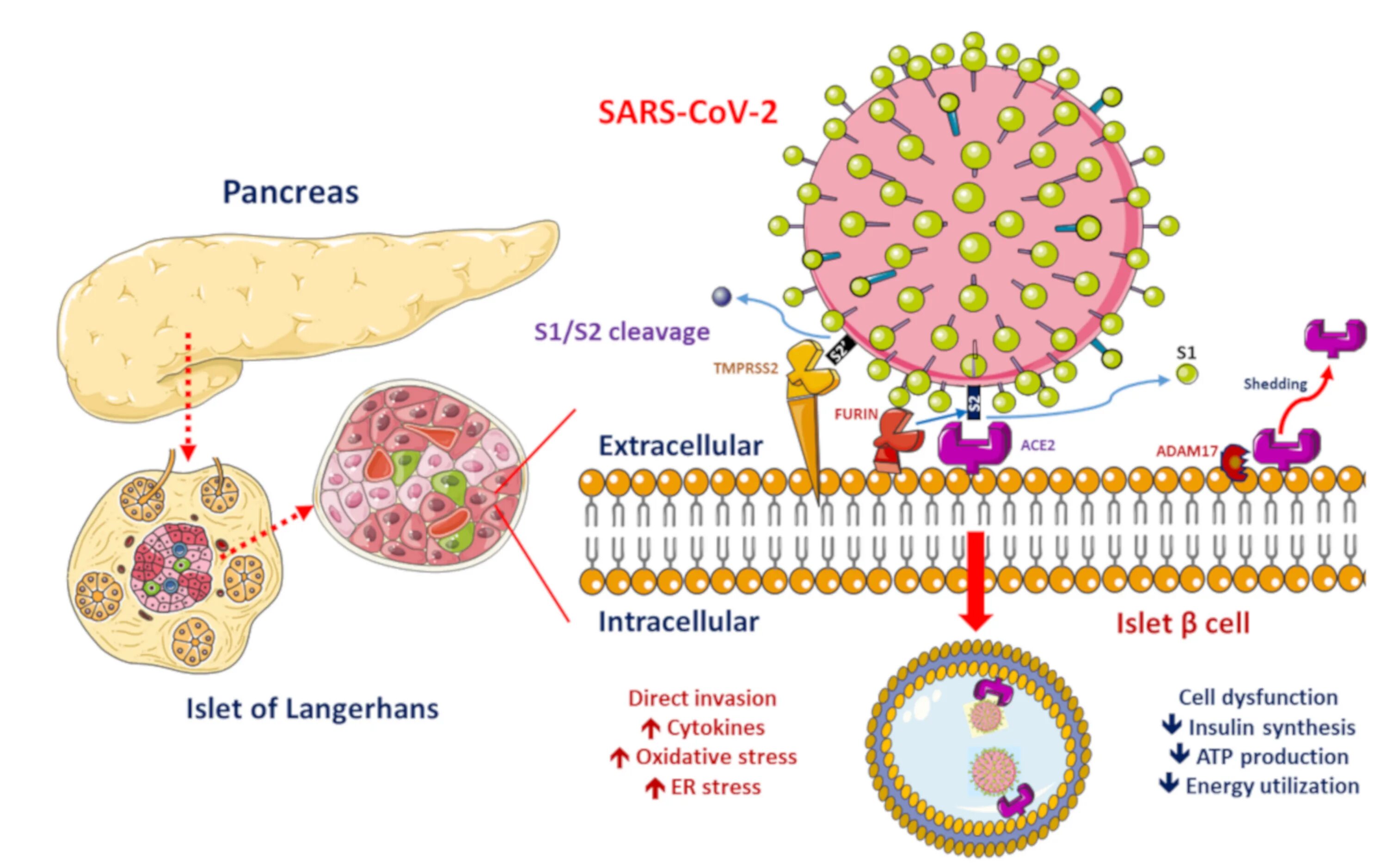 Вирус sars cov 2 отнесен к группе. Cov-2. Патогенность SARS-cov 2. Сарс ковид 2. Репродукция SARS-cov-2.