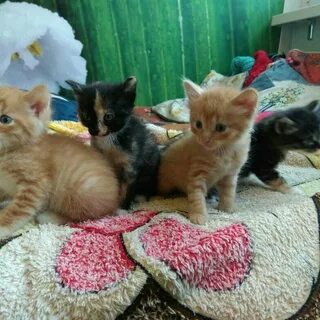 Котята даром