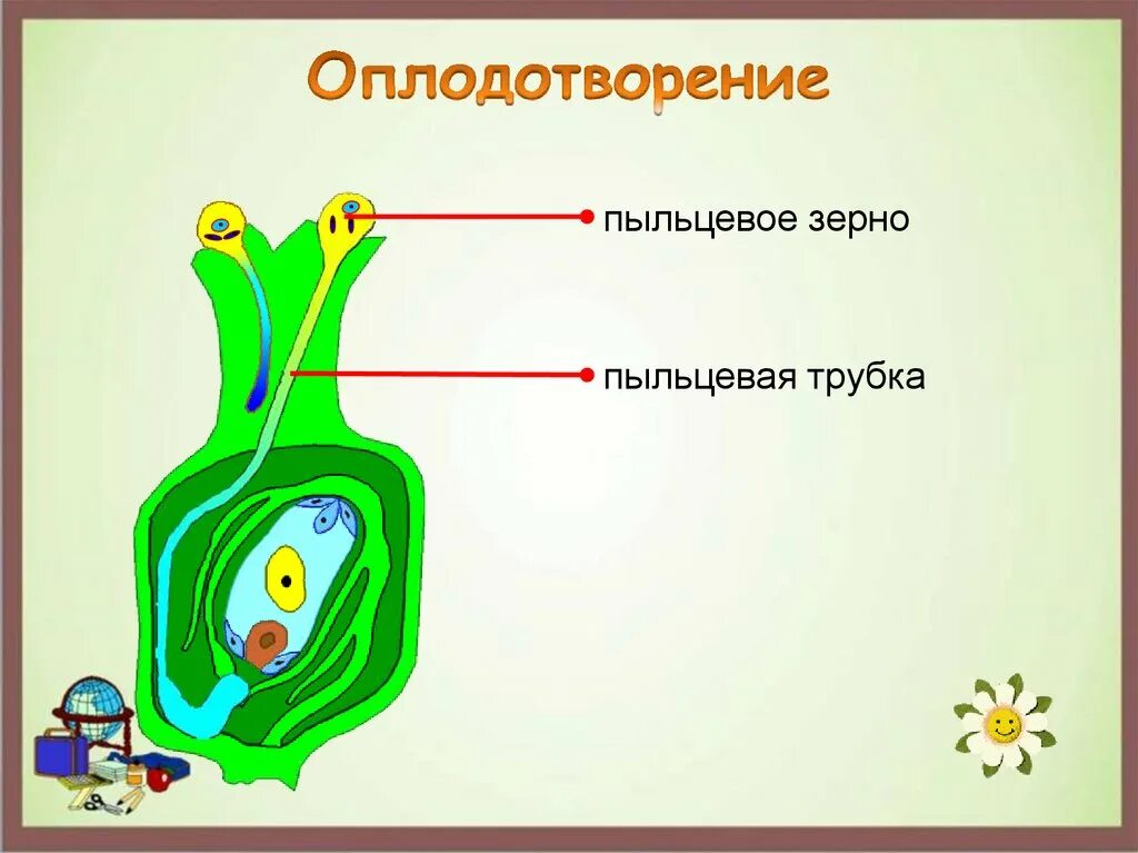 Какой процесс называют оплодотворением биология 6. Какой процесс называют оплодотворением биология 6