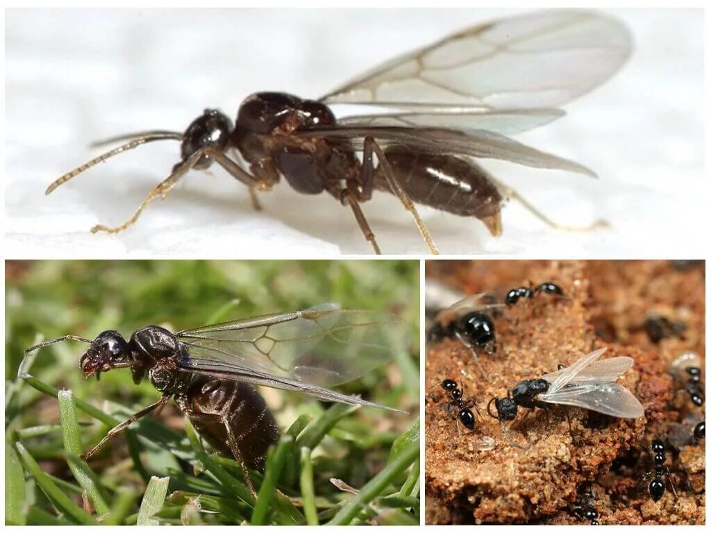 Муравьи с крыльями. Крылья насекомых. Как избавиться от летающих. Летающее насекомое похожее на муравья. Летучие муравьи в доме.