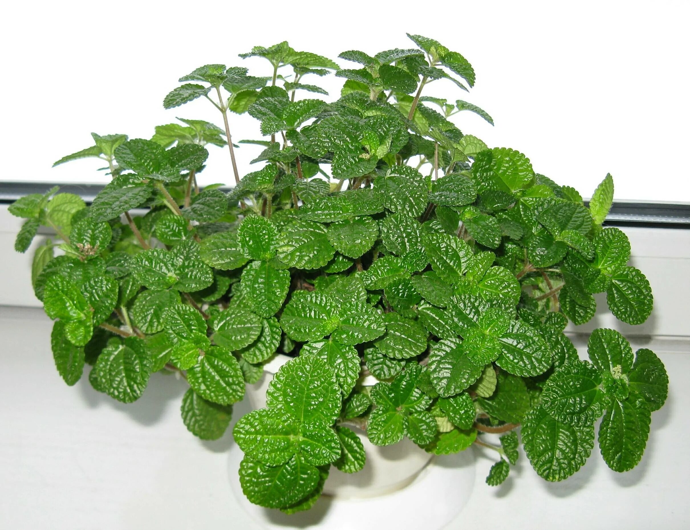 Пилея Кадиера. Пилея спруса (Pilea spruceana). Пилея спруса Норфолк. Плектрантус маргинатус. Пилея мелколистная уход